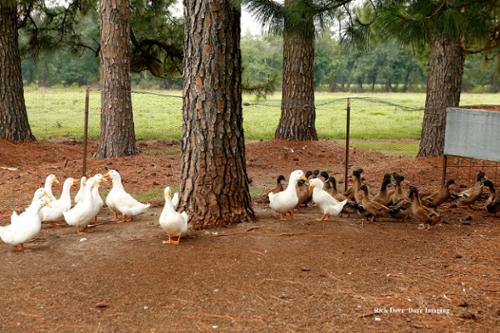 Free range ducks and chickens