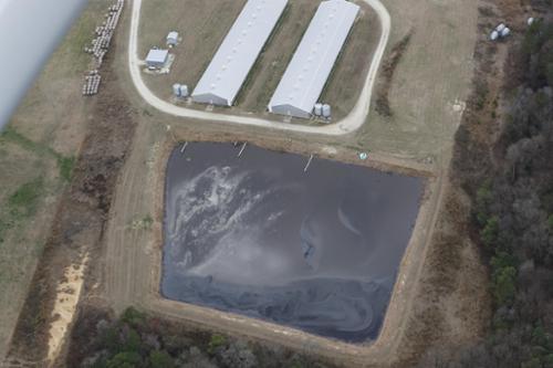 A lagoon mus be able to hold 180 days of hog waste for every hog on site. Over time, sludge buildup consumes storage capacity.  Sludge removal is required.  Removal of sludge is an expense of the grower. Most cannot afford it. The law is broken as the lagoon fails under these conditions.