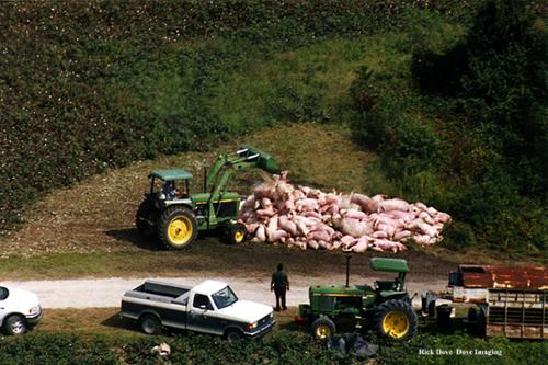 An attempt was made to incarcerate these animals. It was largely unsuccessful. As one official observed, it was like trying to cook a hot dog with a match