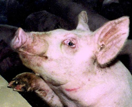 This picture was taken at an industrial hog facility. Hogs are very intelligent and curious animals. As you near them,  they most often welcome the contact. A hogs life in confinement is only 5 1/2 months. Size increases from a pound to 250 ponds . It is an extremely cruel & painful existence.  