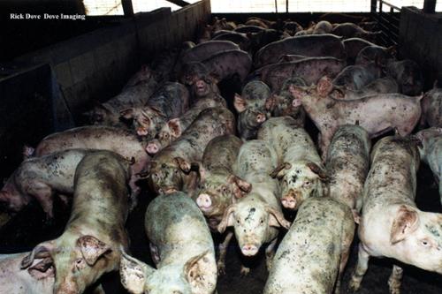 This picture was taken at an industrial hog facility. Hogs are very intelligent and curious animals. As you near them,  they most often welcome the contact. A hogs life in confinement is only 5 1/2 months. Size increases from a pound to 250 ponds . It is an extremely cruel & painful existence.  