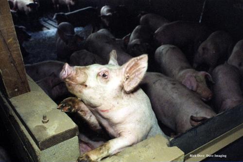 This picture was taken at an industrial hog facility. Hogs are very intelligent and curious animals. As you near them,  they most often welcome the contact. A hogs life in confinement is only 5 1/2 months. Size increases from a pound to 250 ponds . It is an extremely cruel & painful existence.  