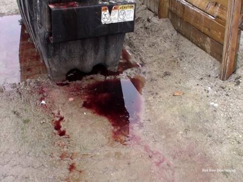 During a disease outbreak or after a deadly storm, dead hogs pile up by the thousands,   Many are left in dumpsters for long periods of time. The body fluids, including blood, can escape as pictured here. So much of it can be present that it runs off into ditches connected to public waterways. 