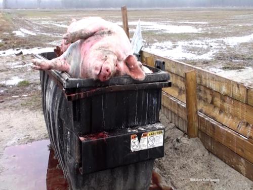 During a disease outbreak or after a deadly storm, dead hogs pile up by the thousands,   Many are left in dumpsters for long periods of time. The body fluids, including blood, can escape as pictured here. So much of it can be present that it runs off into ditches connected to public waterways. 