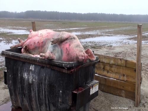 During a disease outbreak or after a deadly storm, dead hogs pile up by the thousands,   Many are left in dumpsters for long periods of time. The body fluids, including blood, can escape as pictured here. So much of it can be present that it runs off into ditches connected to public waterways.