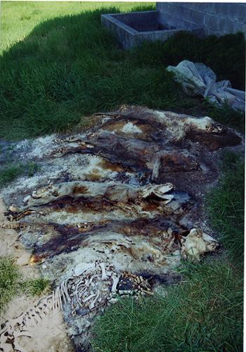 These hogs were simply left on the ground to rot away. The bones of many others were found nearby. While conducting water monitoring, in swampy areas, it was not unusual to find rotting  hogs. This was much more common in the 90s than in the years since.