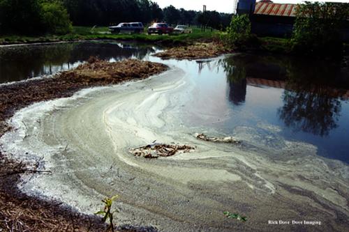 Lots of things end up in lagoons that are not per permitted. That includes dead hogs. State inspections are so few and lax that deterrence is nonexistent. 