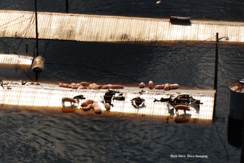 Most all the hogs at this facility perished during Hurricane Floyd. 